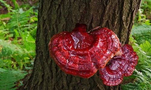 Jaký má reishi vliv na zdraví?